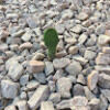 aztumbleweeds